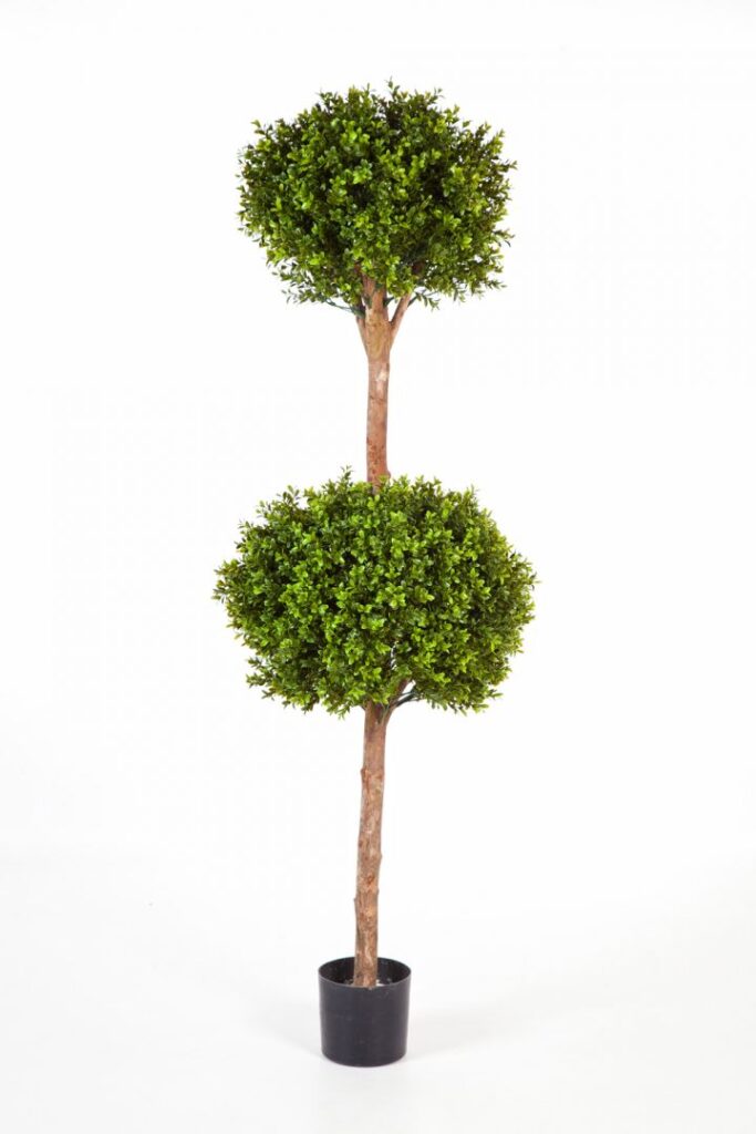 Boxwood double ball tree - Living Walls.