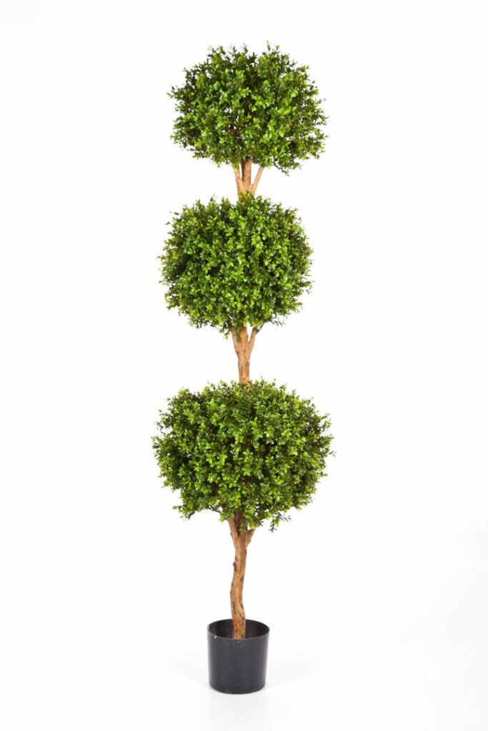 Boxwood triple ball tree - Living Walls.