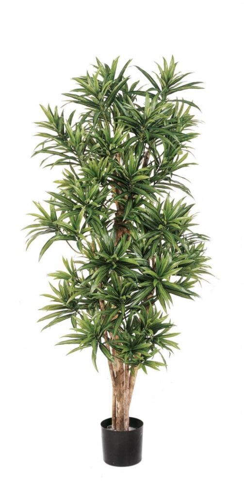 Fr dracaena reflexa - Living Walls.