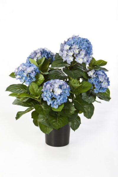 Hydrangea ball de luxe with pot blue